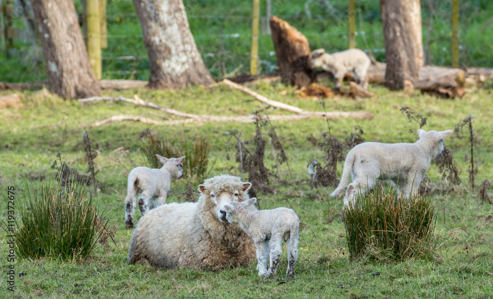 Mother And Her Lambs Stock Photo Adobe Stock Mother And Her Lambs Stock Photo Adobe Stock