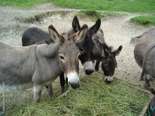 Three donkeys eating hay from the trough