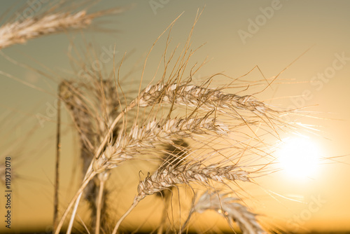 Колоски пшеницы