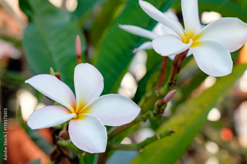 Obraz premium Close up of Plumeria flowers. Botanical photography. It is considered a symbol of immortality and put it next to the Buddhist temple
