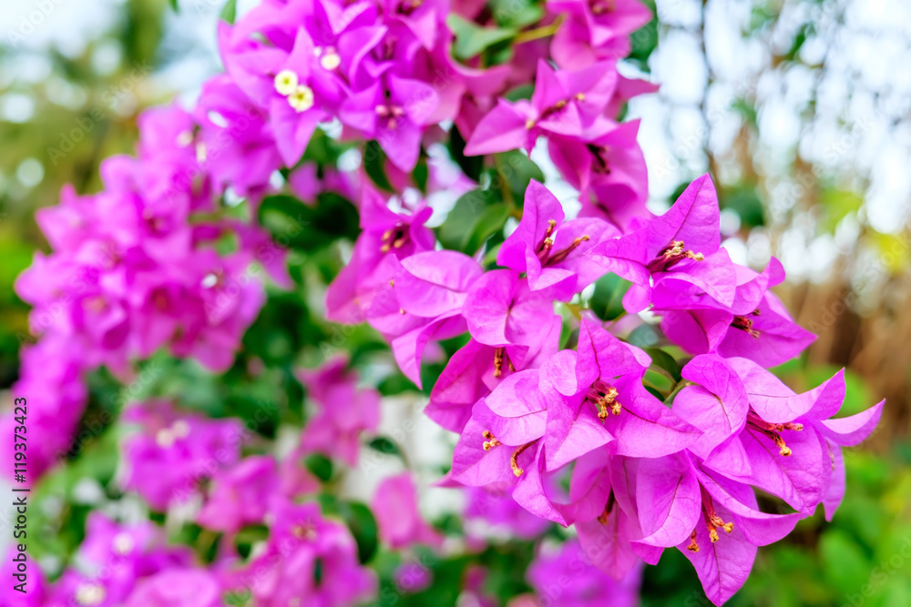 Fragrant pink Bougainvillea spectabilis flower with blurred evening background. Botanical photography. Fragrant pink Bougainvillea spectabilis flower with blurred evening background. Botanical photography.