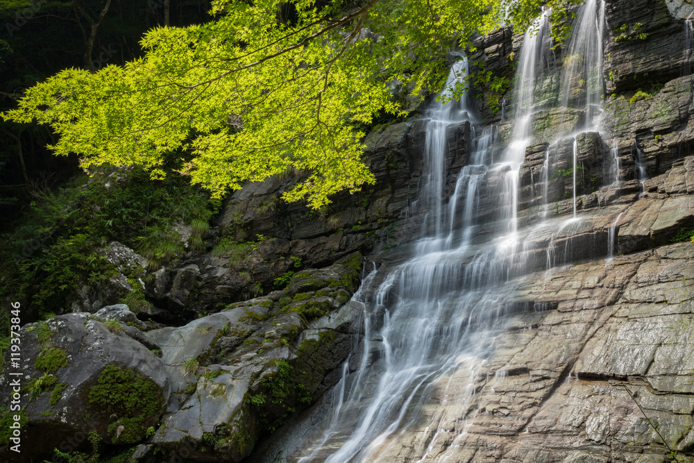 Obraz premium 程野の滝 東滝（高知県いの町）