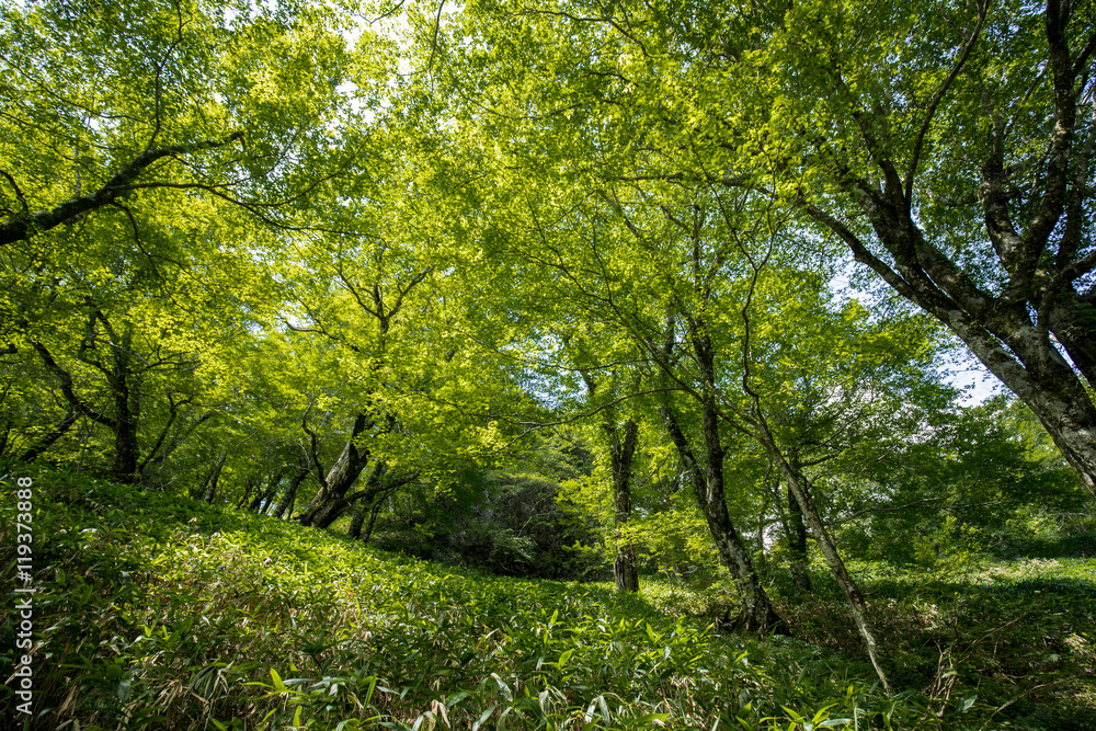 新緑の森 新緑の森