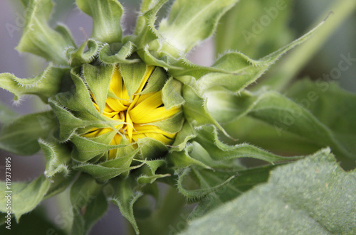 Fototapeta Naklejka Na Ścianę i Meble -  Close up of Unopened Sunflower