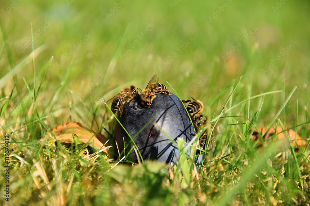 Bees on a rotten plum lying in the grass Bees on a rotten plum lying in the grass