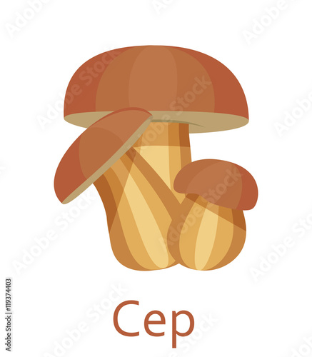 Edible mushrooms flat icon. Cep. Vector illustration.