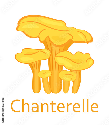 Edible mushrooms flat icon. Chanterelle. Vector illustration.