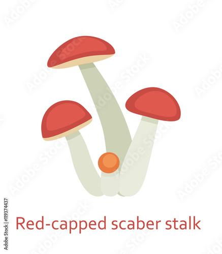 Edible mushrooms flat icon. Red capped scaber stalk. Vector illustration.