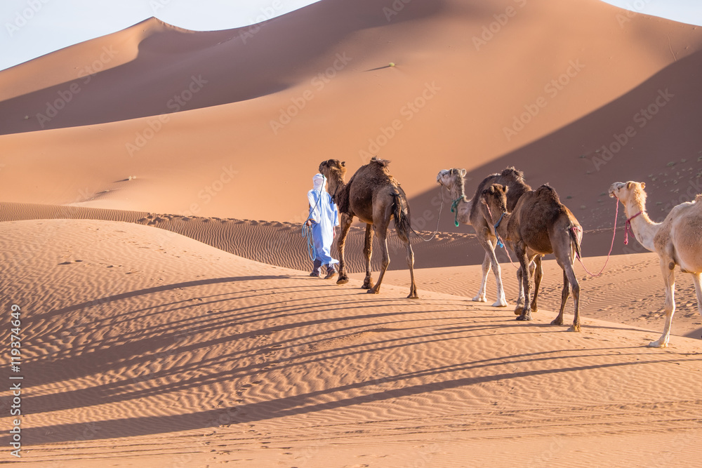Obraz premium Morocco, Erg Chegaga is a Saharan sand dune (c. 40 km to 15 km wide) the largest and wildest of Morocco. Located in the Souss-Massa-Draa area about 50 km west of the rural town of M'Hamid El Ghizlane.