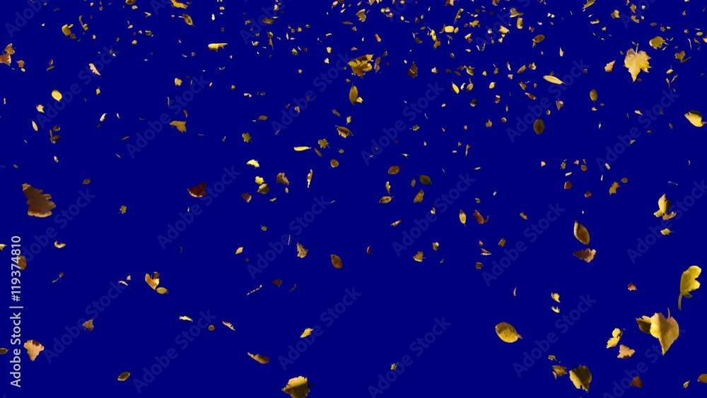 Falling autumn yellow leaves from top in slow motion, close wide view, looped animation, isolated on alpha channel with blue chroma key, perfect for digital composition, film video mapping Falling autumn yellow leaves from top in slow motion, close wide view, looped animation, isolated on alpha channel with blue chroma key, perfect for digital composition, film video mapping