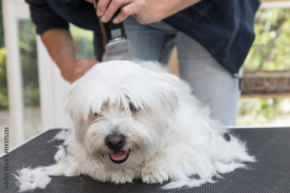 Front view of grooming the head of white Maltese dog by electric razor. Dog is lying on the table and is looking ahead. 