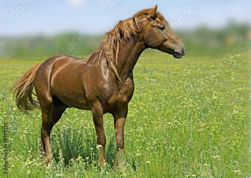 a large stallion with a brown coat grazing in the field © serhio777