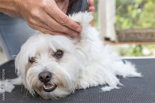 Grooming the ear of white Maltese dog by electric razor. The dog is lying on the grooming table and is looking at the camera. 