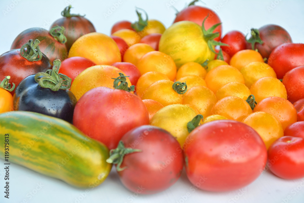 Tomatoes collection of varieties