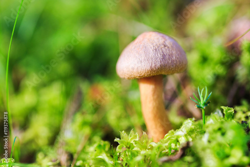 Closeup mushroom in moss