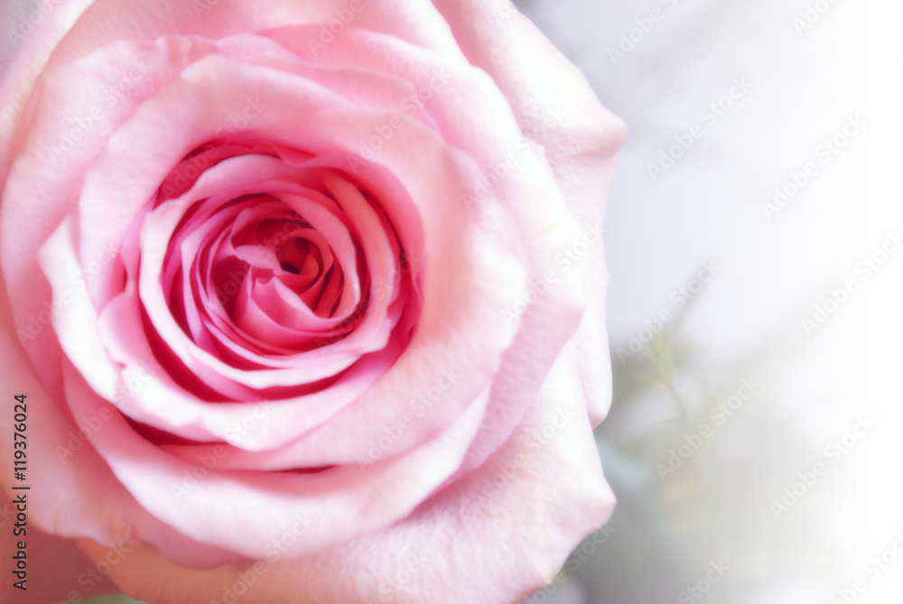Pink Rose Closeup Pink Rose Closeup