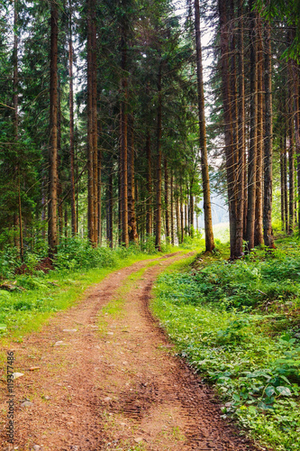 Beautyful pine forest landscape with dirt road
