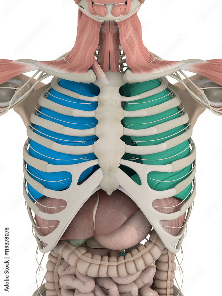 Anatomy Color Coded Lungs Inside Rib Cage 3d Illustration Stock
