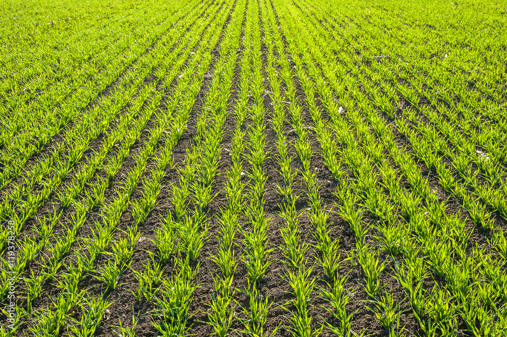 Green Fields with Young Sprouts Green Fields with Young Sprouts