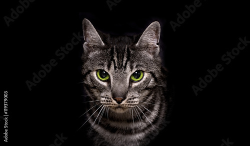 Katze im Portrait vor Schwarz als Freisteller