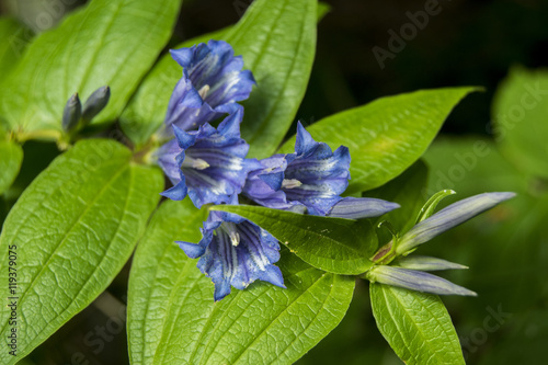Fototapeta Naklejka Na Ścianę i Meble -  kwiat
