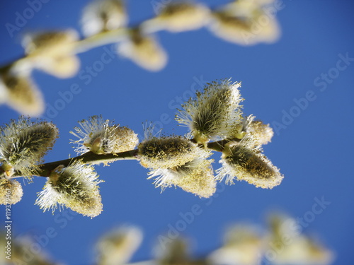 pussy willow blue sky