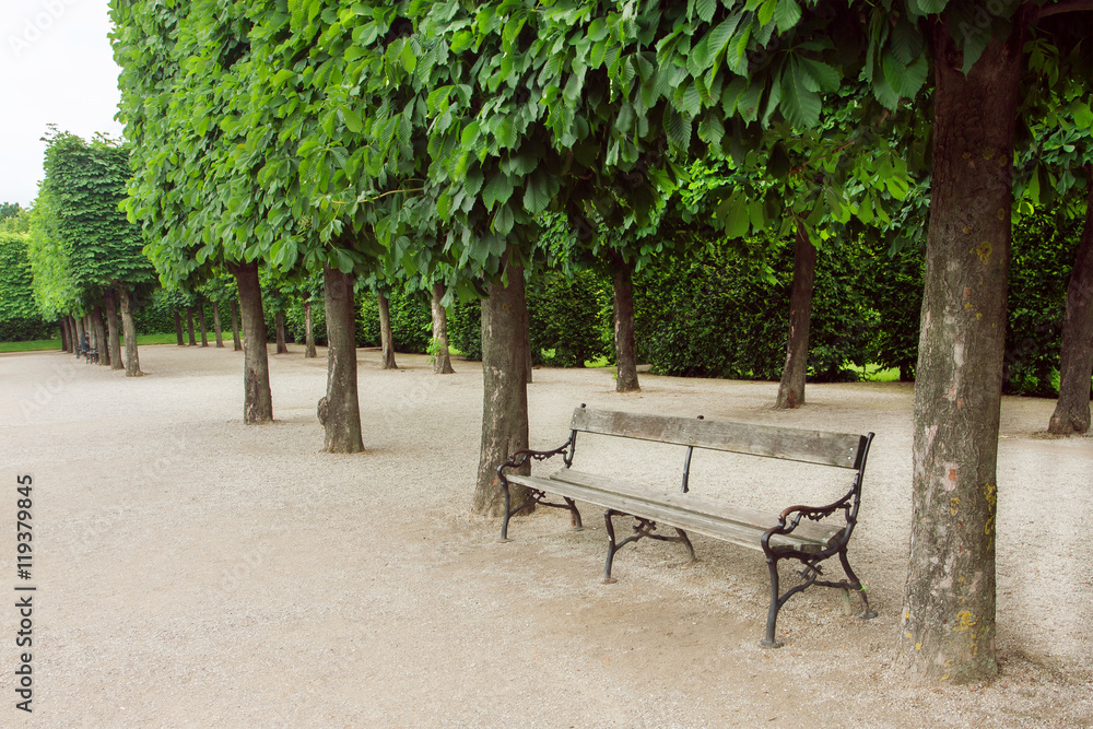 Old bench in the park with green trees