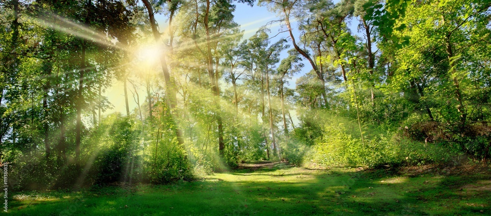 Fototapeta premium Sonnenschein im Wald