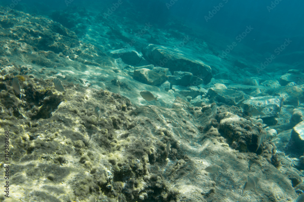 underwater life underwater life
