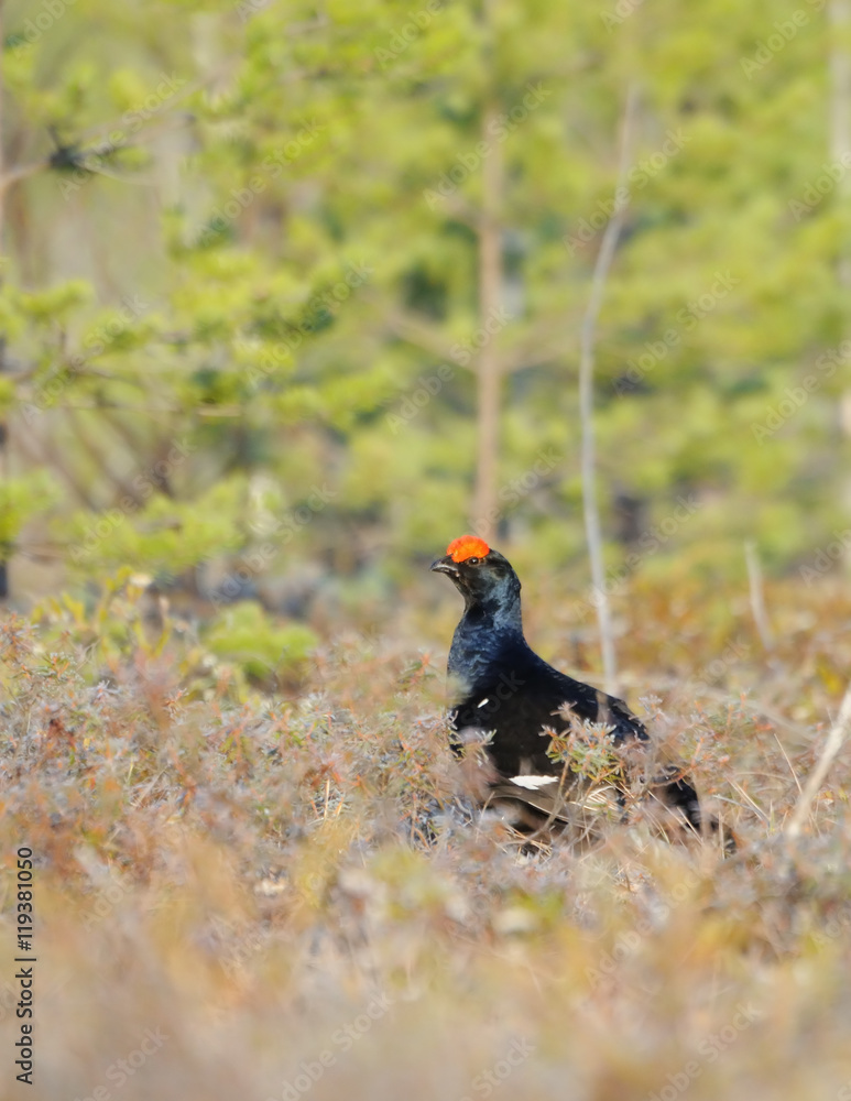 Male Black Grouse at swamp courting place early in the morning Male Black Grouse at swamp courting place early in the morning