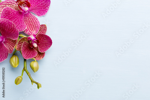 Fototapeta Naklejka Na Ścianę i Meble -  Orchid.