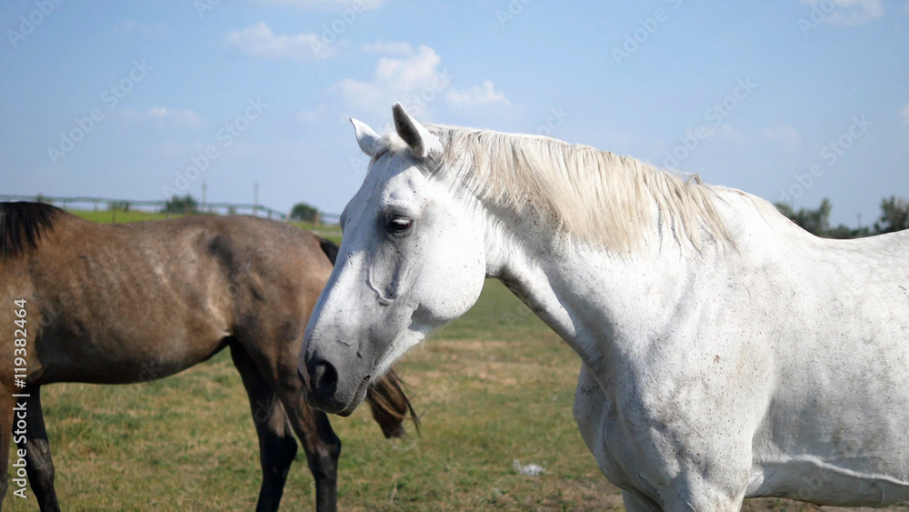Fototapeta premium Brown and white horse is standing at farm and wagging tail. Grou
