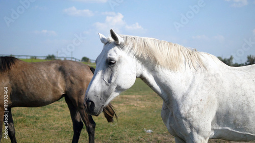 Brown and white horse is standing at farm and wagging tail. Grou