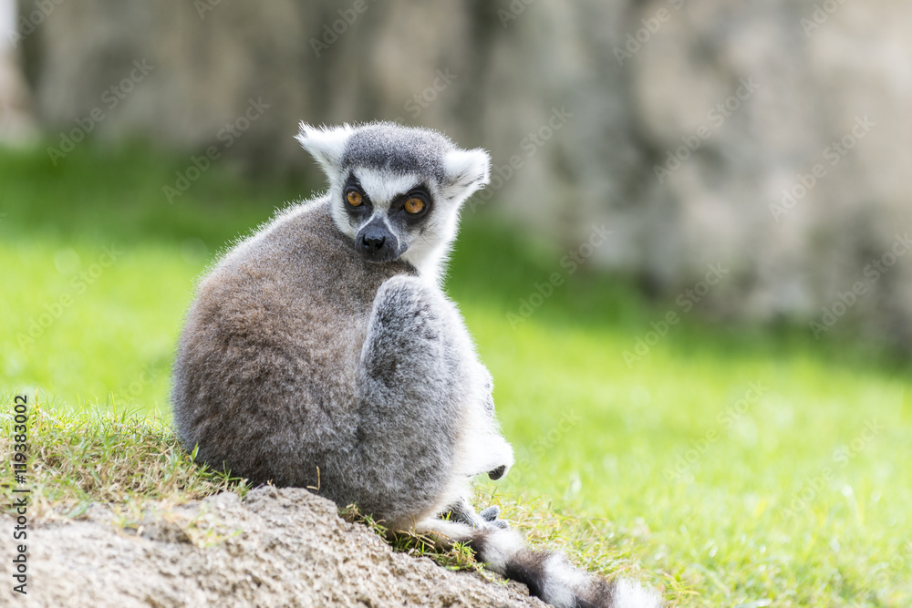 Obraz premium The ring-tailed lemur (catta). Madagascar. 