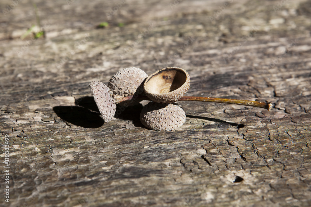 Obraz premium Acorn caps on a wooden background. 