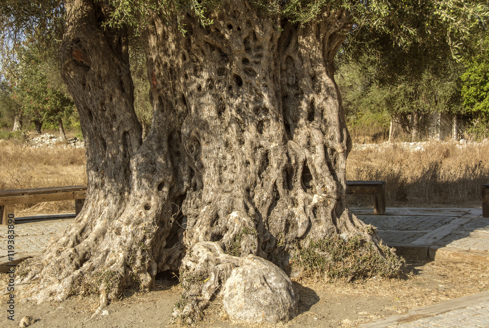 old olive tree