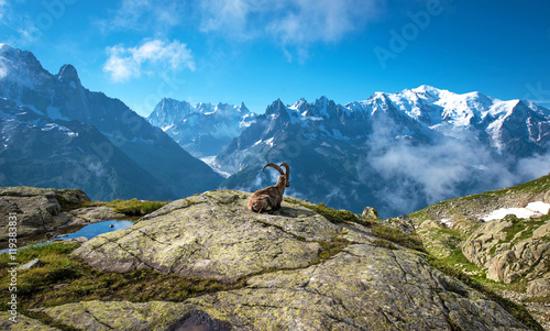 The mystical landscape of mountain sheep, which contemplates Mon