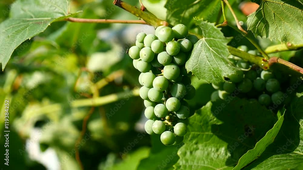 green branch of a large grape video green branch of a large grape video