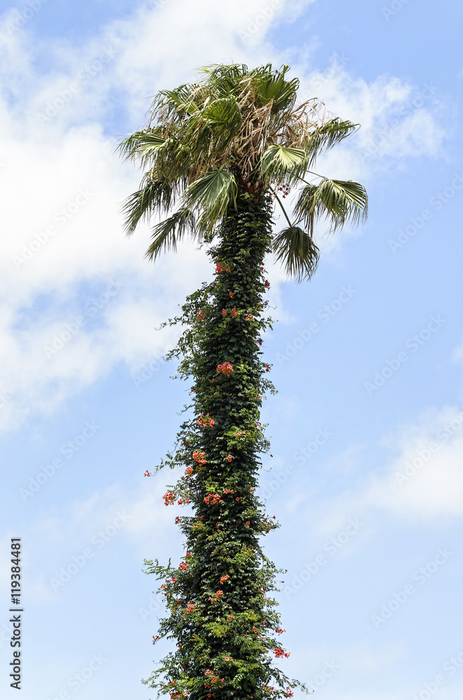 Mediterranean landscape elements. Palm tree with trunk covered of
