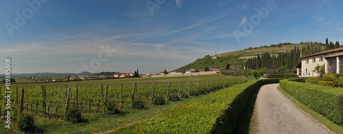 Veneto region summer wineyards