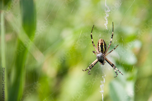 wasp spider sitting on a web green background