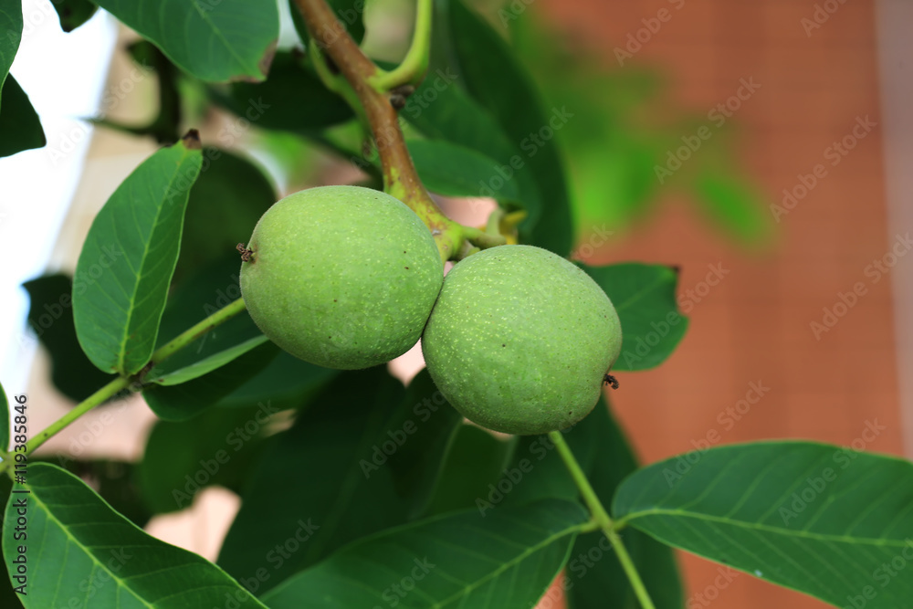 walnuts on the tree shallow depth of field Summer village walnuts on the tree shallow depth of field Summer village