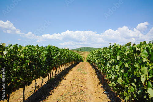 Tuscany hills vineyards, Italy