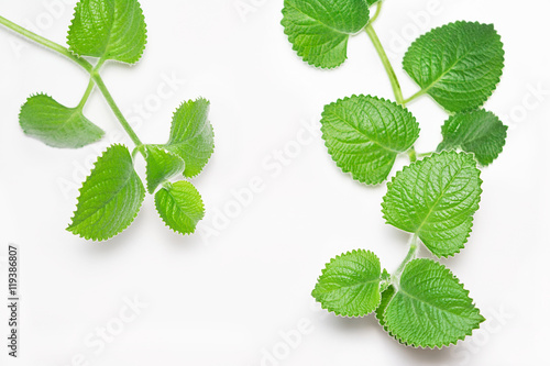 Branches and leafs of the mint on white background