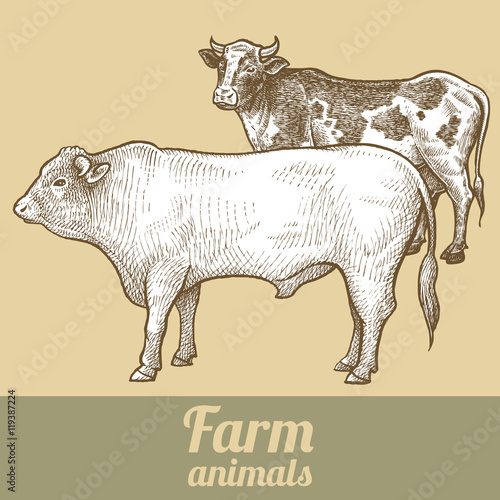 Cattle Bull and cow. Series vector illustration of farm animals. Style vintage engraving.