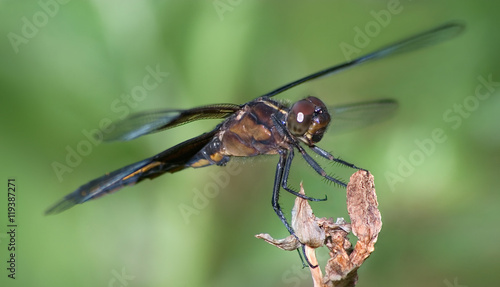 Dragonfly, Widow Skimmer
