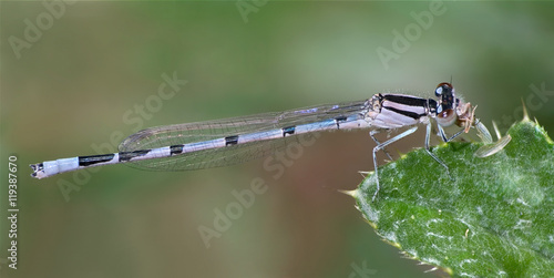 Fotografie Bluet Damselfly