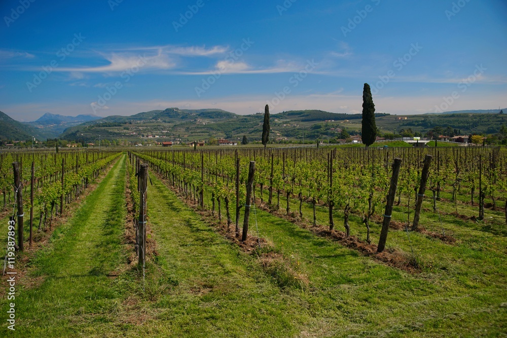Fototapeta premium Veneto region summer wineyards