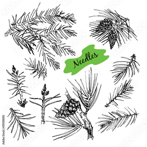 Collection with pine needles.
