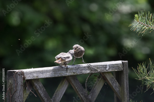 Hausrotschwanz bei der Fütterung